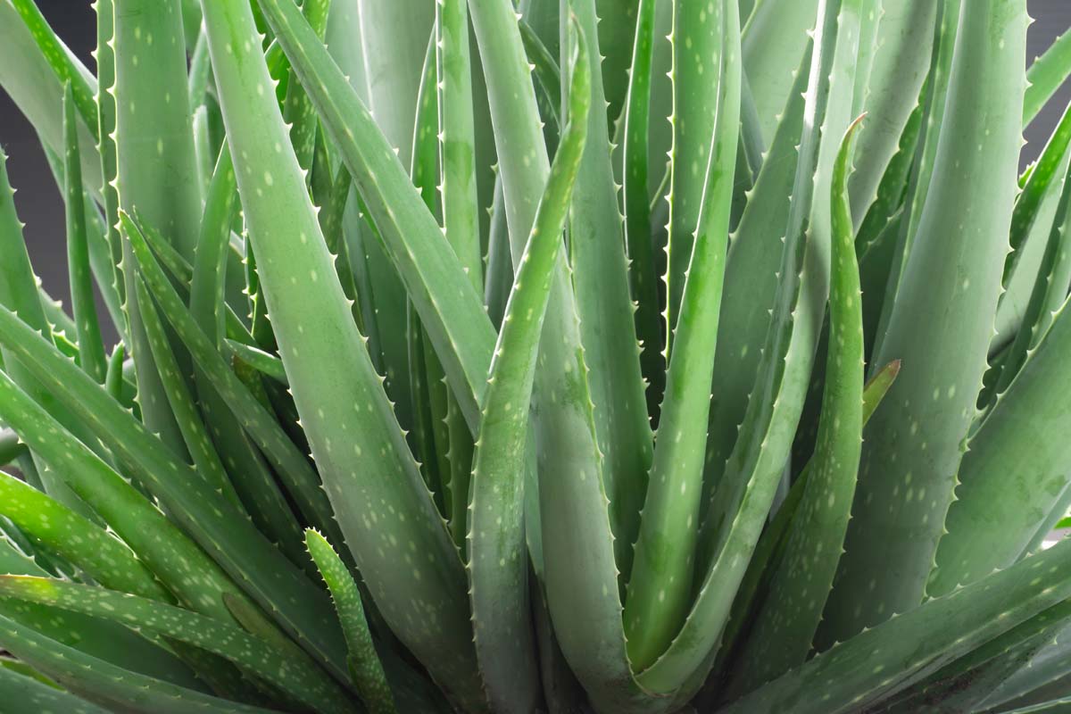 An aloe vera plant